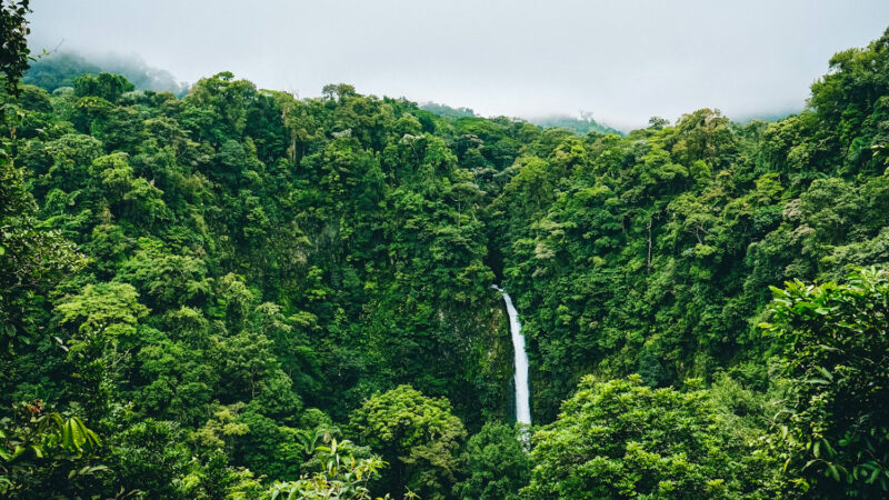 Brazil Commits $1 Billion to Global Forest Conservation Fund