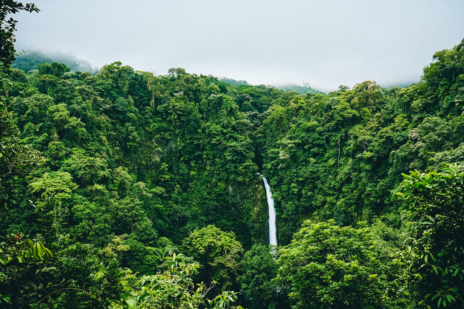 Brazil Commits $1 Billion to Global Forest Conservation Fund