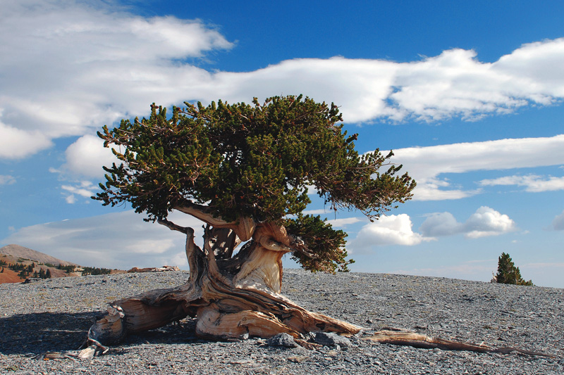 Methuselah – The Great Basin Bristlecone Pine