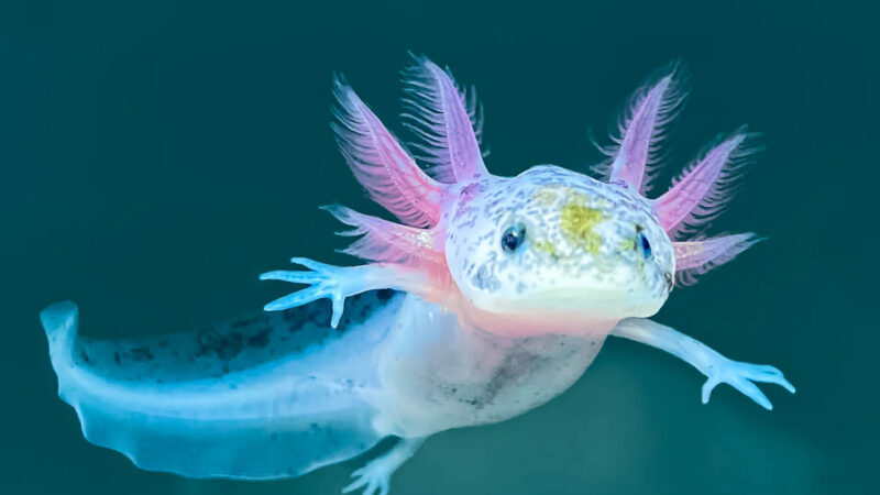 The World’s Strangest Animals: Nature’s Most Extraordinary Creations