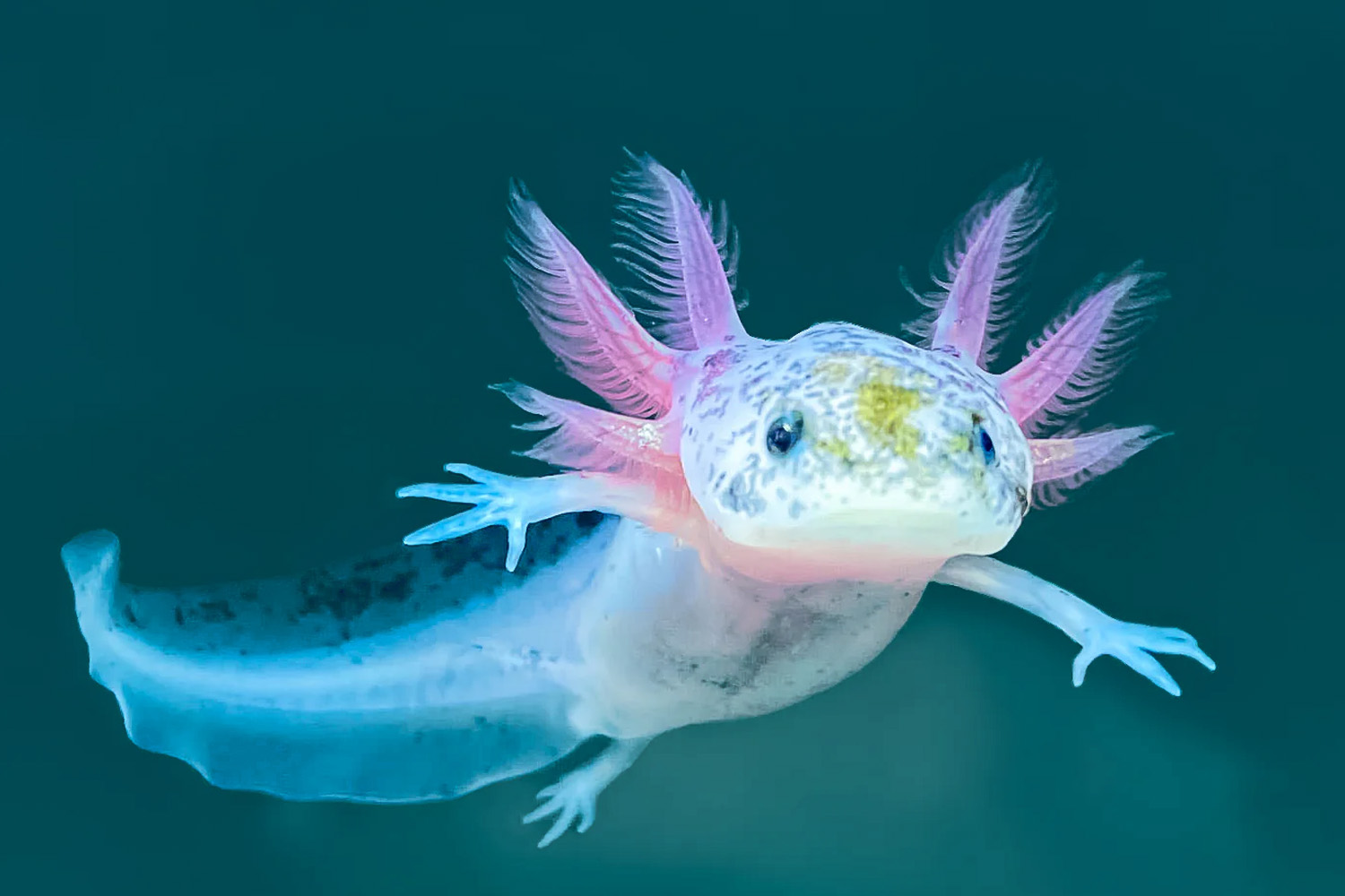The World’s Strangest Animals: Nature’s Most Extraordinary Creations