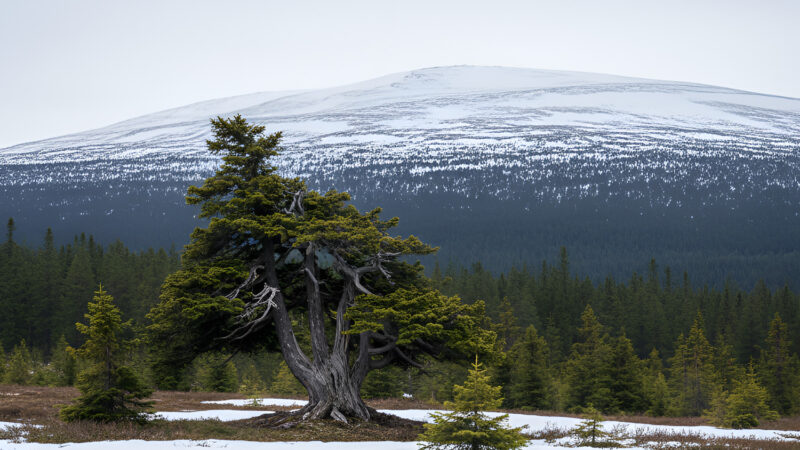 The Oldest Living Trees on Earth and Their Secrets