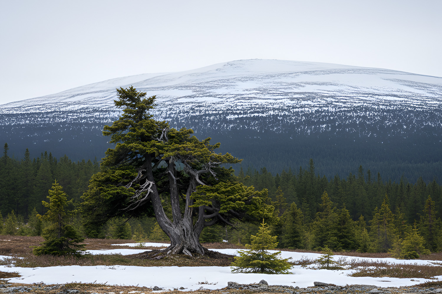 The Oldest Living Trees on Earth and Their Secrets