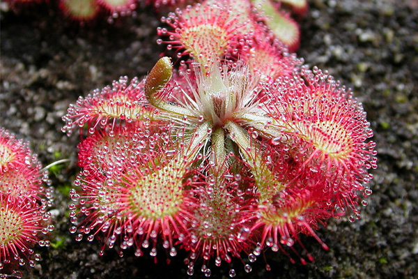 Sundews (Genus-Drosera)