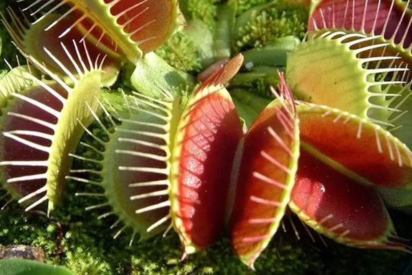 Venus Flytrap