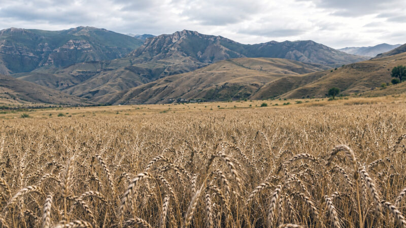 Georgia’s Wheat Heritage and the Origins of Agriculture