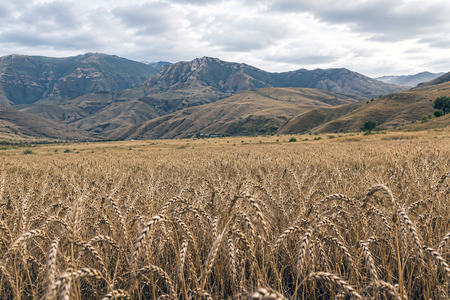 Georgia’s Wheat Heritage and the Origins of Agriculture